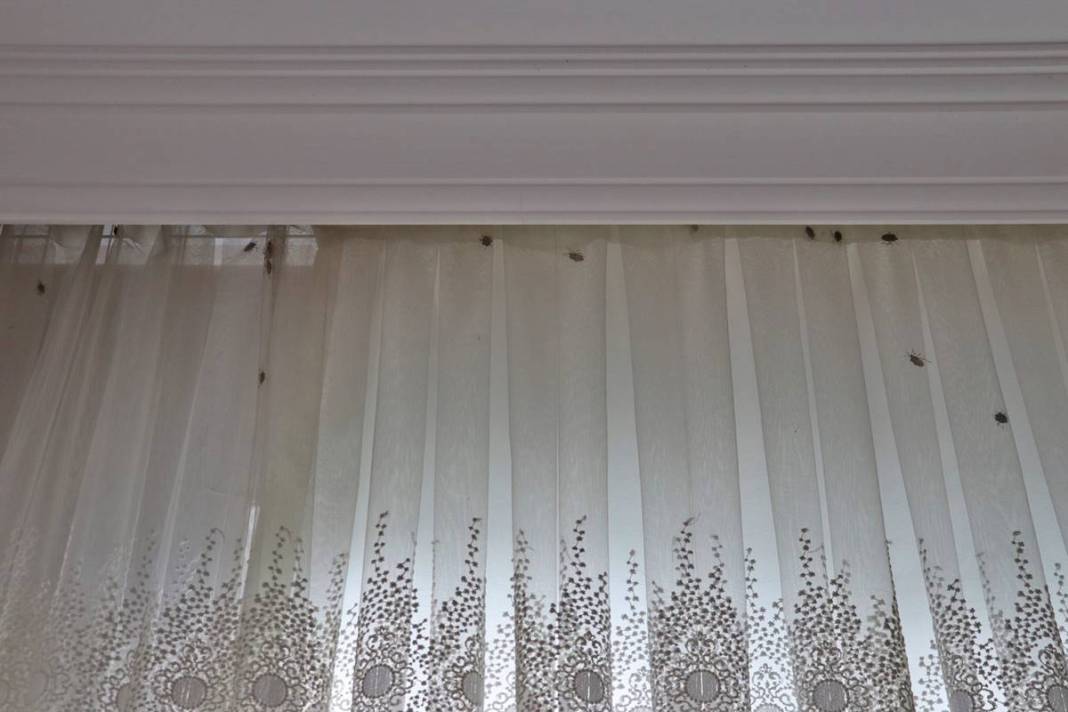 Samsun, Ordu, Sinop, Trabzon istila altında: Gördüğünüz yerde öldürün! Bu işin şakası yok, seferberlik ilan edilmeli! 9